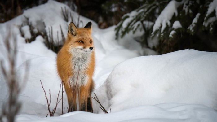 4K, fox, animals, mammals, nature, snow, winter