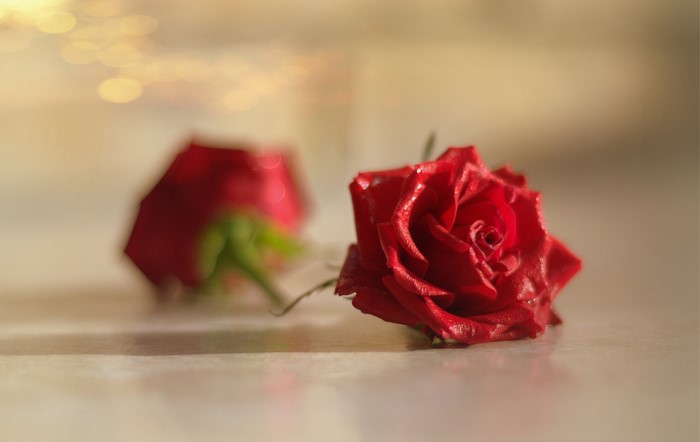 plants, red flowers, rose, flowers