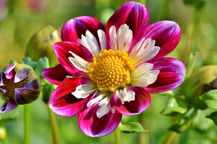 Close-up of a vibrant pink and white dahlia flower