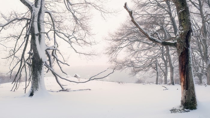 4K, winter, nature, trees, snow, outdoors, cold