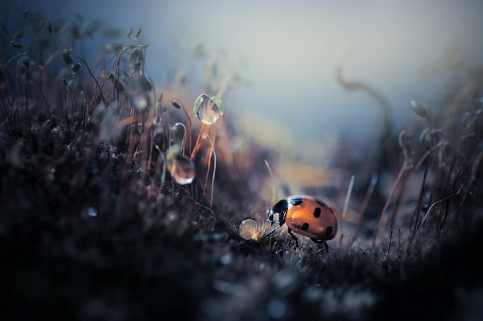 nature, dew, photography, depth of field, Vladlena lapshina, ladybugs, insect, outdoors