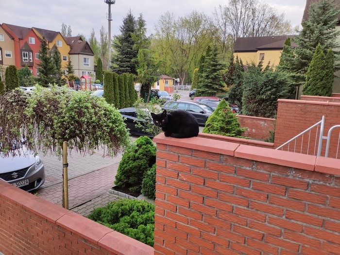 bricks, animals, cats, black cats, mammals
