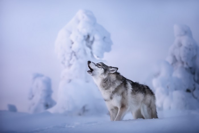 wolf, winter, animals, snow, cold, mammals, outdoors