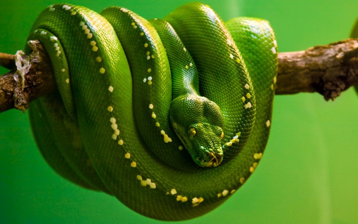 green background, snake, green, reptiles, python, animals, emerald