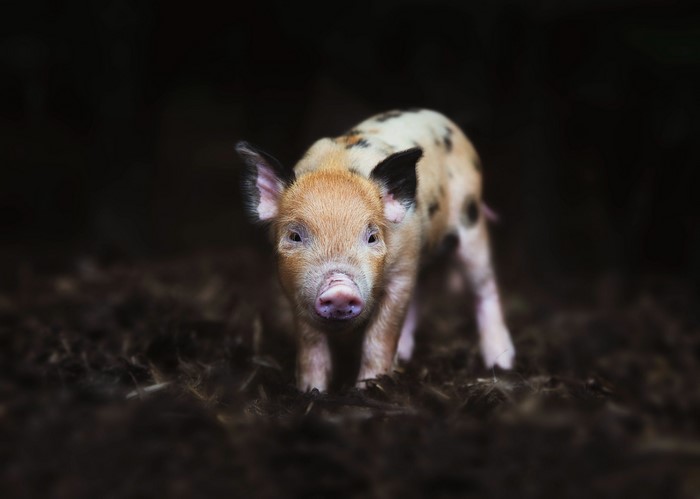 animals, pigs, mammals