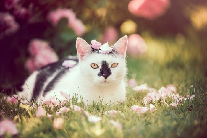 cats, plants, yellow eyes, grass, outdoors, animals, mammals, colorful, animal eyes, leaves