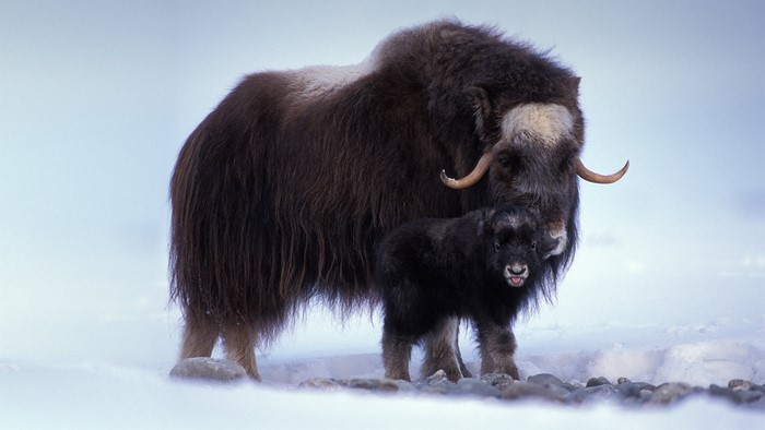 muskox, nature, animals