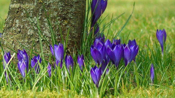 Purple crocuses blooming by a tree trunk