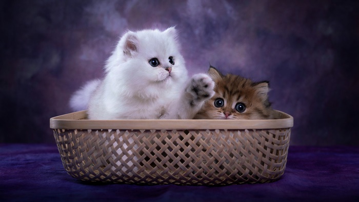 Two fluffy kittens in a basket
