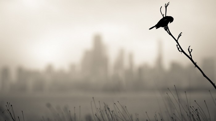 depth of field, simple background, photography, birds, branch, blurred