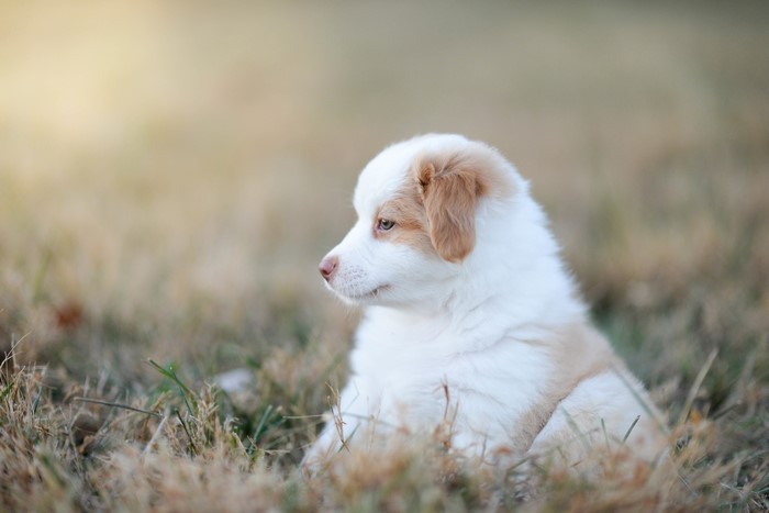 mammals, animals, outdoors, dog, plants, puppies