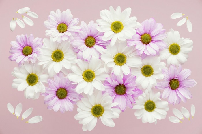 Pink and white daisies with green centers