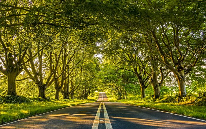 Tree tunnel road with double yellow lines