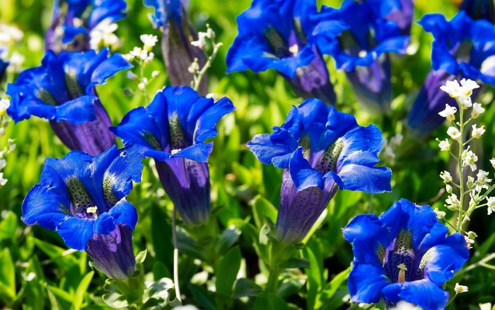 Vibrant Blue Gentian Flowers in Greenery