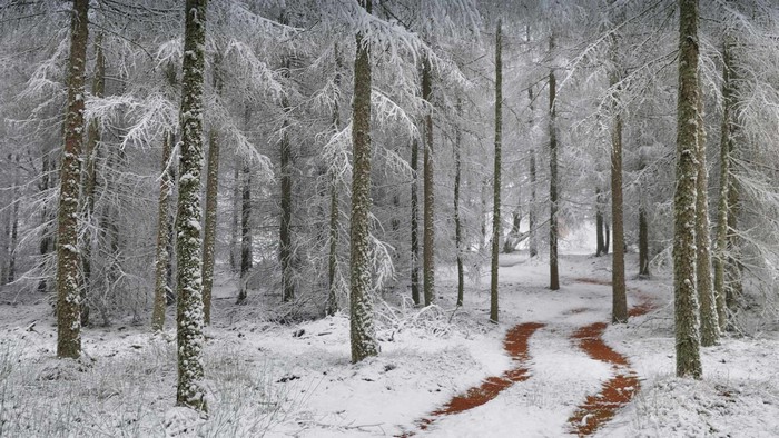 cold, pathway, snow, forest, trees, ice, winter, nature, outdoors