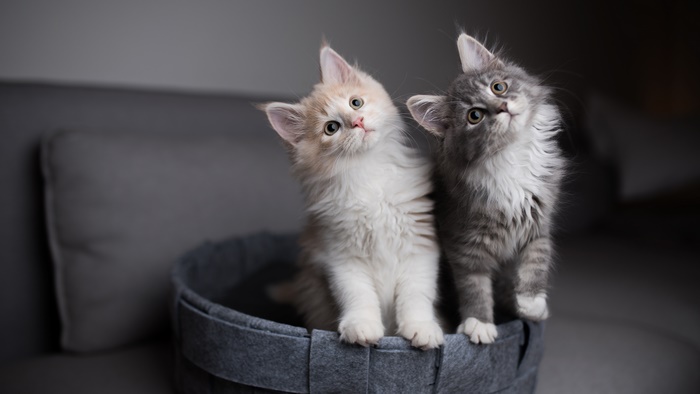 Two fluffy kittens in a basket