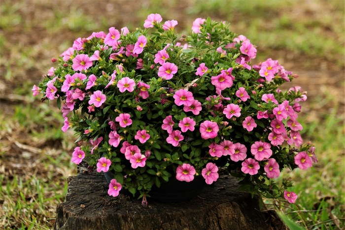 Pink Petunia Flowers in a Pot