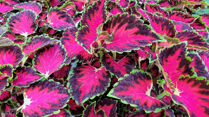 Vibrant pink and purple coleus leaves with green edges
