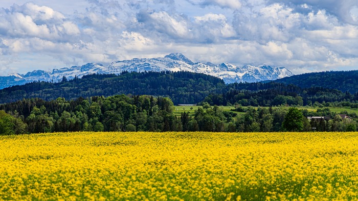 Yellow rapeseed field with snow-capped mountains