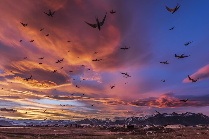 warm colors, sunset, Iceland, birds, mountains, landscape, sky, arctic terns, photography, animals, Swiercz Jacek, clouds