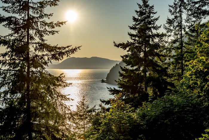 Sunrise over a calm ocean with pine trees