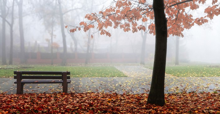 Milokost Alexey, urban, bench, mist, path, nature, outdoors, photography, leaves, fall, trees