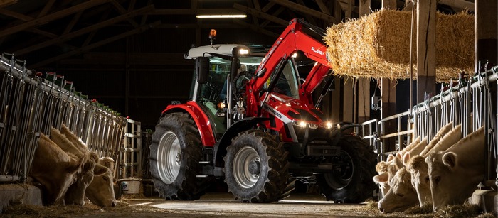 Massey Ferguson tractor in a barn with cows