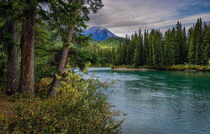 Turquoise River Flows Through a Forested Mountain Landscape