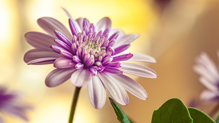 4K, plants, petals, flowers, colorful