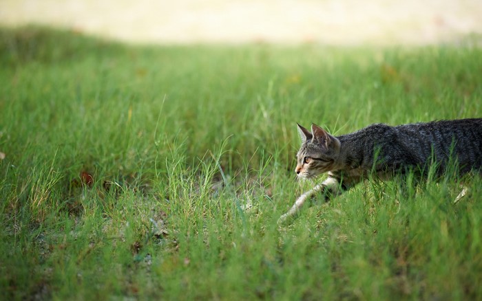 grass, cats, mammals, nature, outdoors, hunting, animals