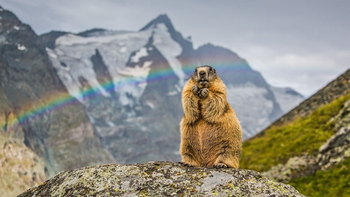 groundhog, rodent, animals, marmot, nature, rainbows
