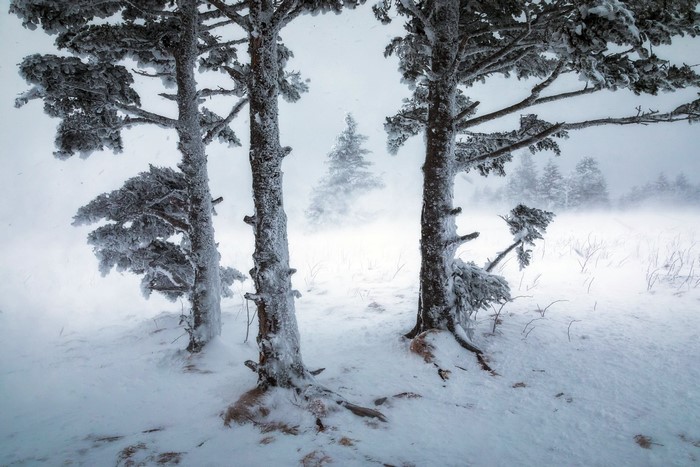 pine trees, winter, nature, mist, trees, outdoors, plants, snow, cold