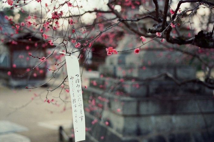 Asia, flowers, gloomy, scrolls, pink, Japan, spring, branch, petals, outdoors, depth of field, trees