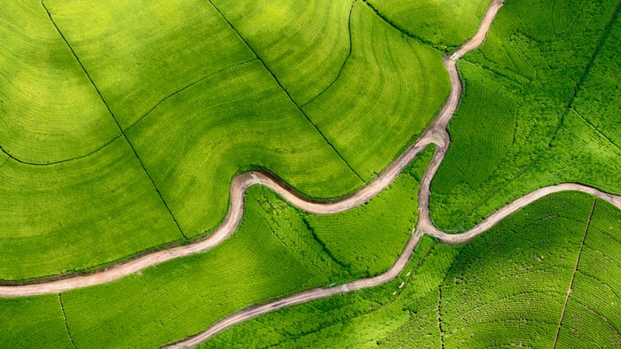 Rwanda, aerial, tea plant, photography