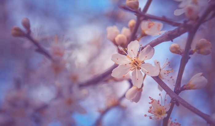 spring, Japan, nature, flowers, Ultraviolet, trees, floral