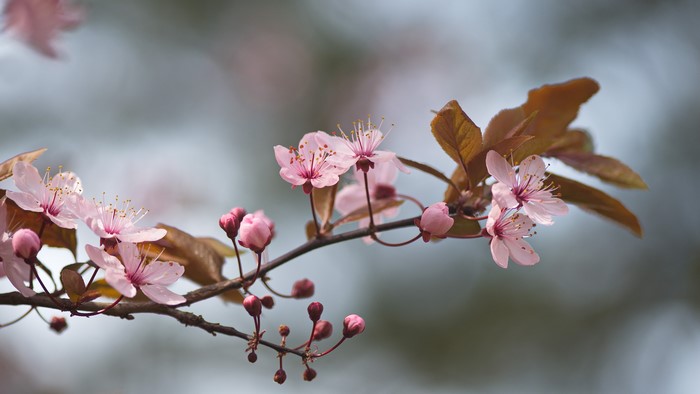 4K, petals, nature, spring, light pink, Japan, cherry blossom, trees, floral