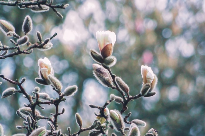 4K, blooming, film grain, floral, spring, depth of field, winter, snow, bokeh
