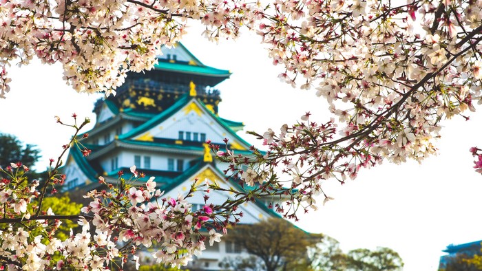 4K, castle, plants, Asia, flowers, cherry blossom