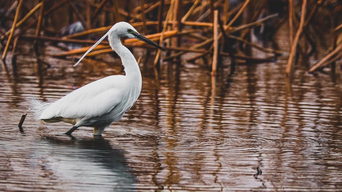 4K, Tokyo, nature, birds, water, Japan