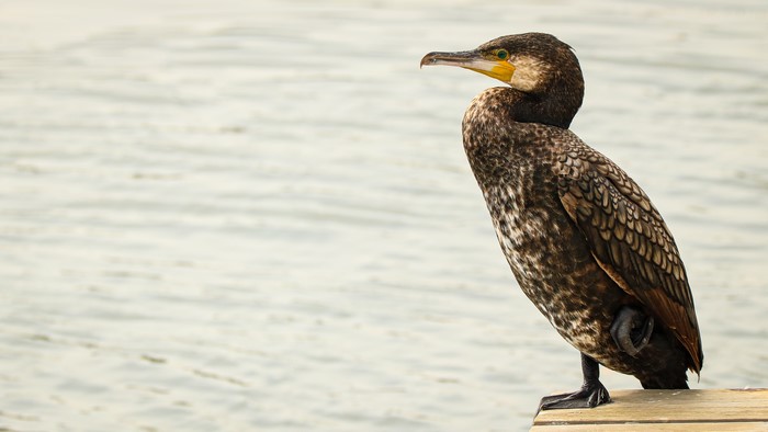 4K, animals, birds, Japan, nature