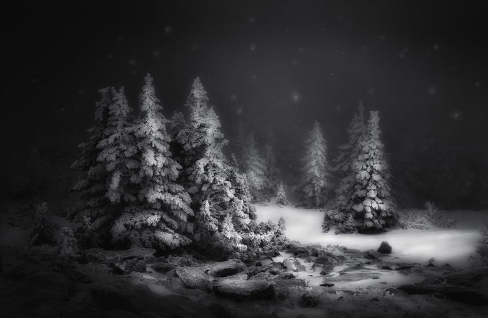 monochrome, winter, trees, dark, nature, Tatiana Biryukova, snowflakes, minimalism, vignette, snow, snowflake, snowing