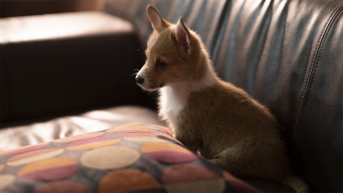 puppies, animals, dog, Corgi