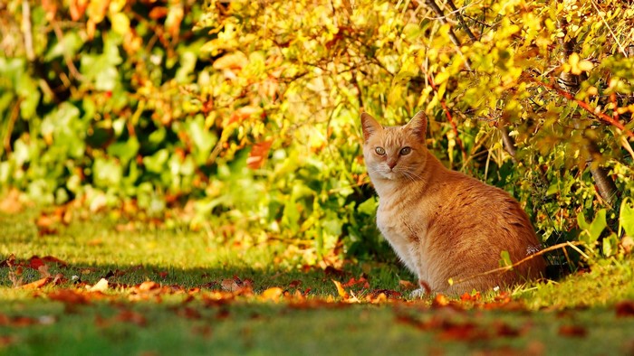 leaves, nature, animals, mammals, plants, outdoors, cats