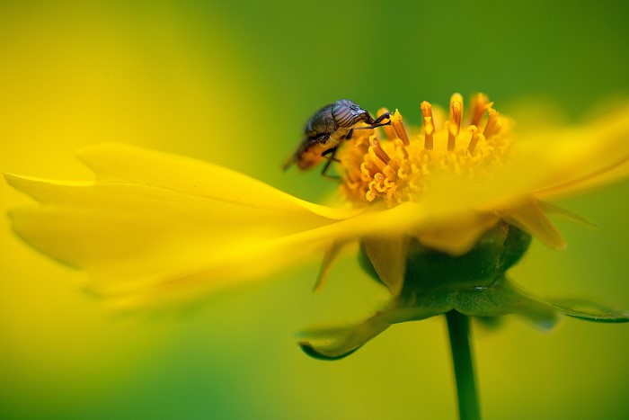 Fly, pollen, plants, insect, yellow, flowers, nature