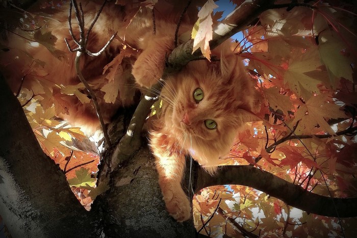 cat eyes, cats, green eyes, animal eyes, plants, orange tabby, outdoors, nature, trees, mammals, fall, animals, leaves, looking at viewer