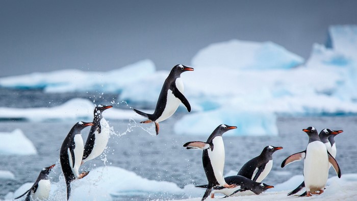 birds, animals, ice, nature, Linux, penguins, antarctic