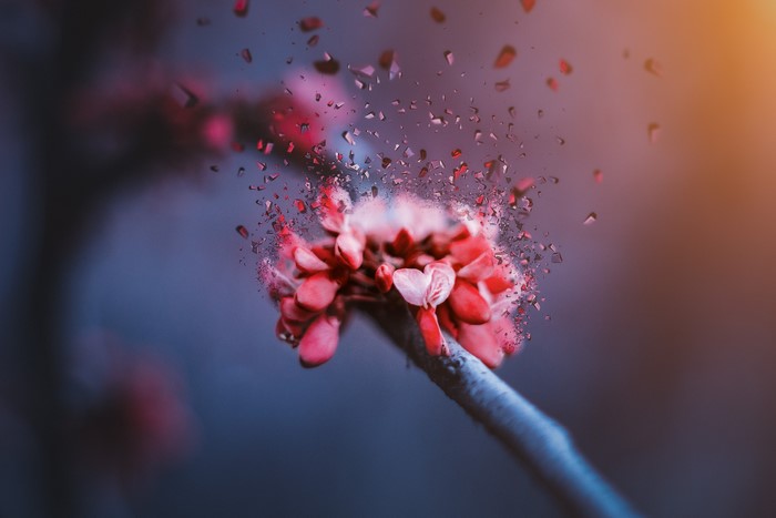 4K, fragments, cherry blossom, flowers, glass, macro