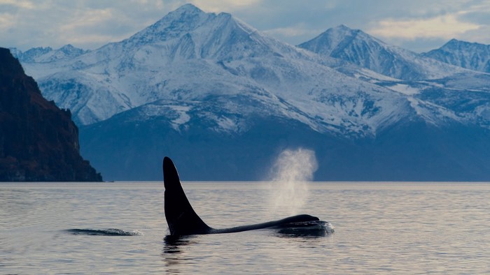 animals, whale, black, fin, nature, orca, mammals, sea, mountains, landscape, snow