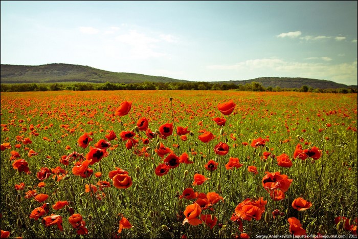 landscape, field, poppies, nature