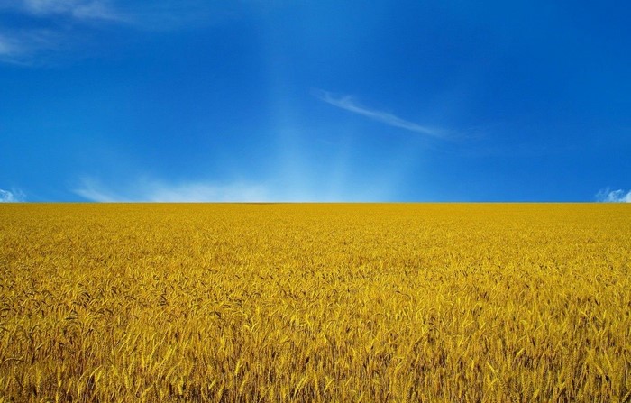 Golden Field Under Blue Sky in Ukraine